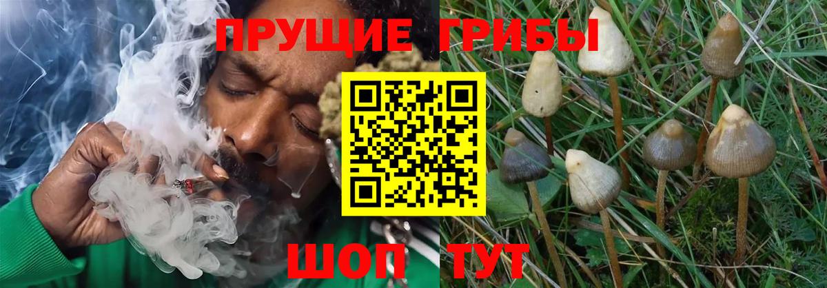 Псилоцибиновые грибы Psilocybe  Галлюциногенные грибы мицелий  Вход с VPN  Фурманов 